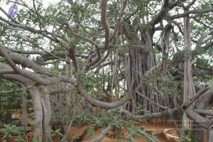 20150823 Photo 1169 1OznGUbsmf9wYIh1XznOCYRxBnIVe kAl.JPG