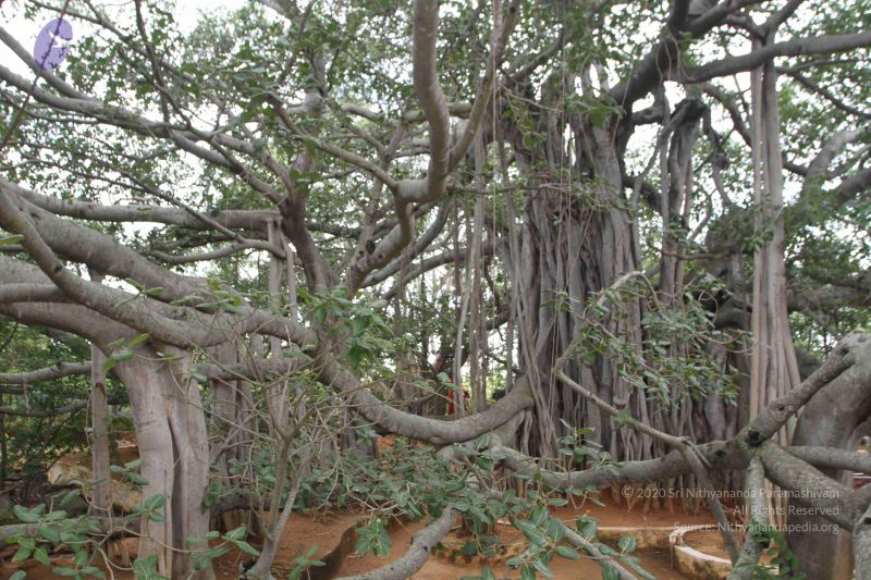 File:20150823 Photo 1169 1OznGUbsmf9wYIh1XznOCYRxBnIVe kAl.JPG