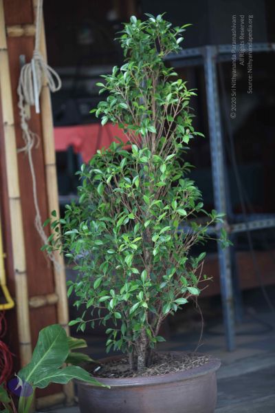 File:20151206 Photo 1016 1F2DoEph00zHc-7eQ1Ms7xc6asJQTugdx.JPG