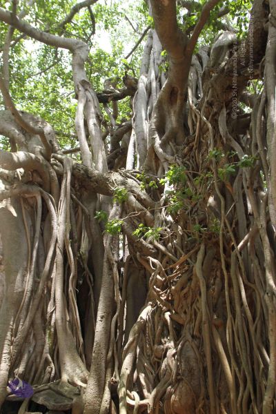 File:20160615 Photo 1241 1gLxE9m8dPF1F8QLlRPBO8CMTGqjFaYvy.JPG