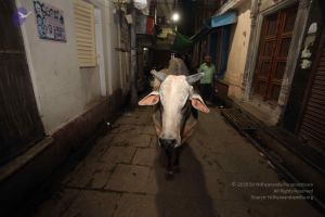 20160710 Photo 1158 1PAyHaJho GLzKi5NzOw9BfRG5Zzjj60x.JPG