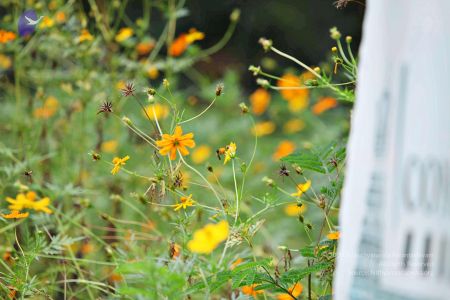 20160827 8208 CMP WM.jpg