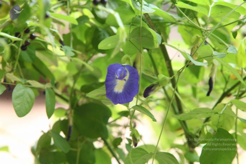 File:20160909 Photo 1022 1IUFmcVMZPUd27tSxKJvXVjcqP64itwfB.JPG