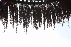 20160909 Photo 1024 1GQab9Me6fzAyNjSQ1wxPcZq-sXD3k5io.JPG