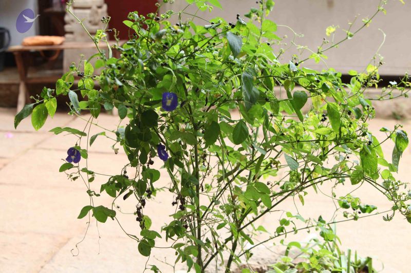 File:20160909 Photo 1027 1GtQrxUGrBN5u88SR8yGhkwad7gI4JE0Z.JPG