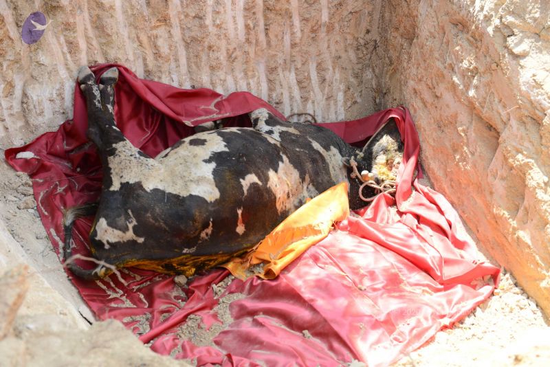 File:20161230 Photo 1001 1cJw8lt0m3wOj-3-MAXMtjFMVmMJIlNF7.JPG