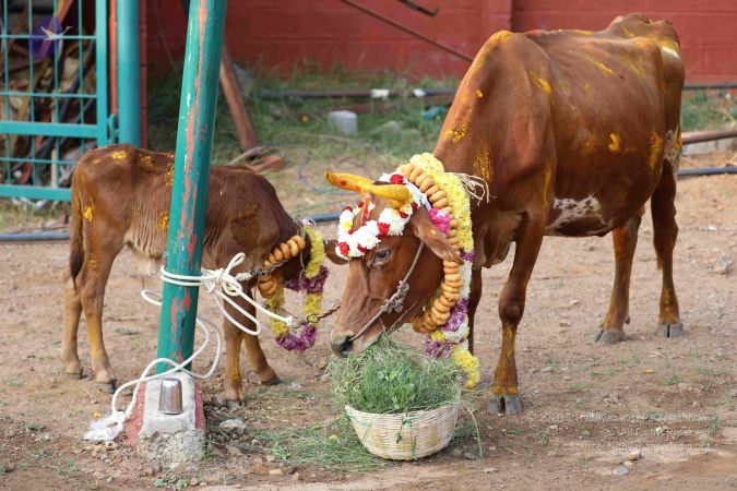 20180115 Photo 1056 1VqcUyIIPNDL18QE6x72Tmc6vIUe-azdH.JPG