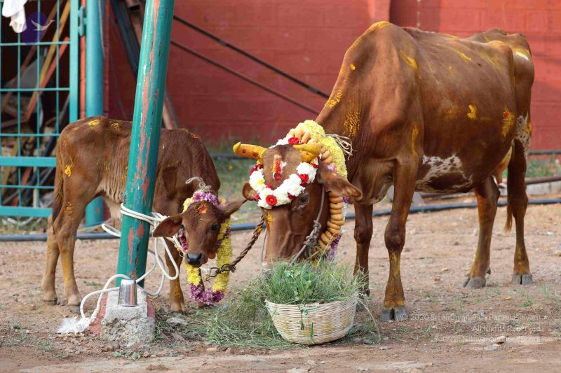 File:20180115 Photo 1058 1WwOFEbjoQDy6LKmfm8Ie8jyBQz 9d7KN.JPG