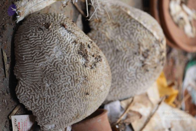 20180522 Photo 1072 1itVwPH22ex67rhFYFWUttoCD5VaseQ5d.JPG