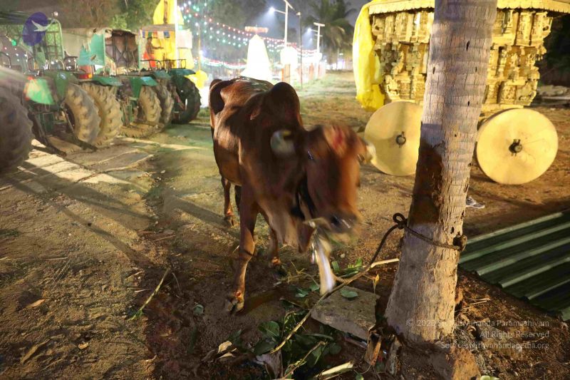 File:20181231 Photo 1001 1tZrSF8ydWsGujeurlqhBxln6NCPgT3qP.JPG