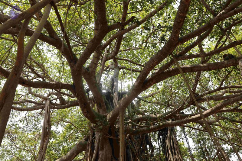 File:20190407 Photo 1066 1a2YG2dLZc7ZpKDQm2MNItF8tNFPUtd0p.JPG