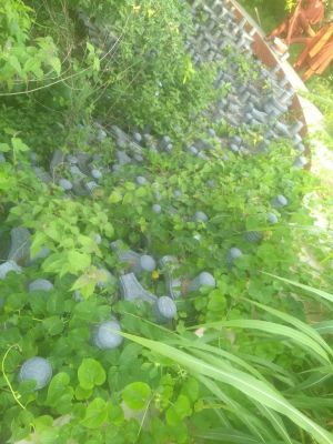 20210601 1076 191092805 FB.jpg