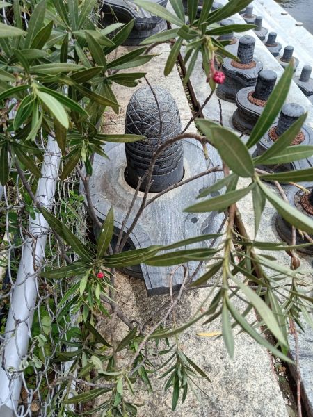 File:20210601 1093 192066462 FB.jpg