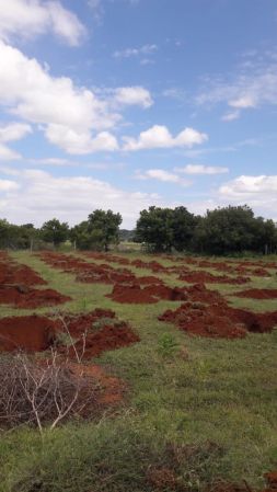 20210909 Kacharapattu3.jpeg