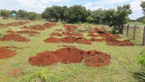 20210909 Kacharapattu4.jpeg