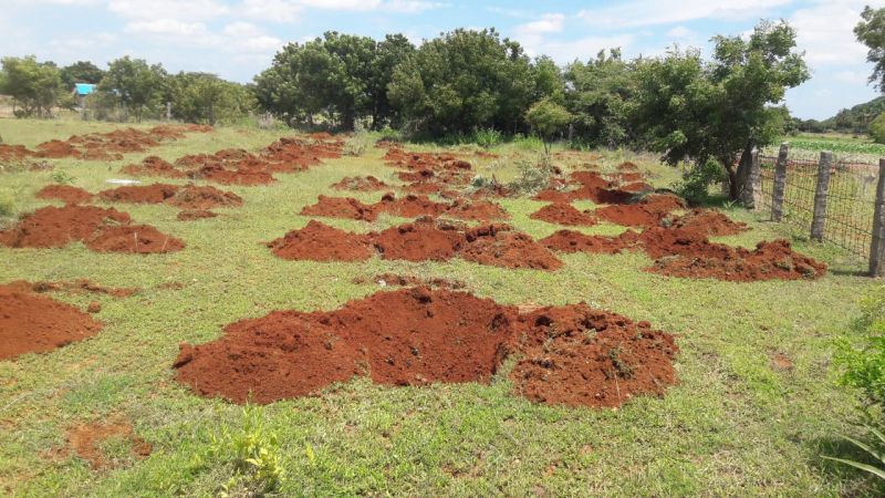 File:20210909 Kacharapattu4.jpeg