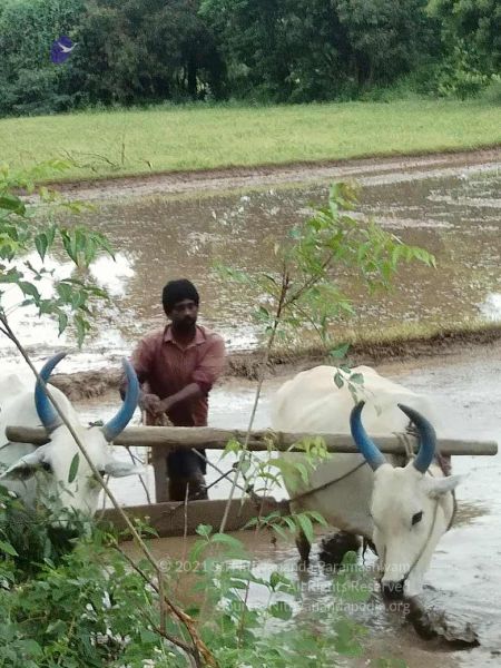 File:20210923 Tiruvannamalai 11.50.12 AM.jpg