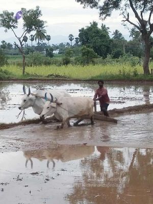 20210923 Tiruvannamalai 11.50.14 AM.jpg