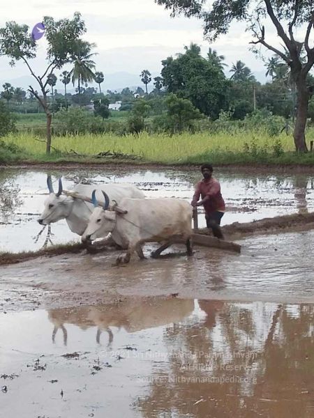 File:20210923 Tiruvannamalai 11.50.14 AM.jpg