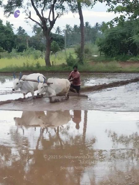 File:20210923 Tiruvannamalai 11.50.17 AM.jpg