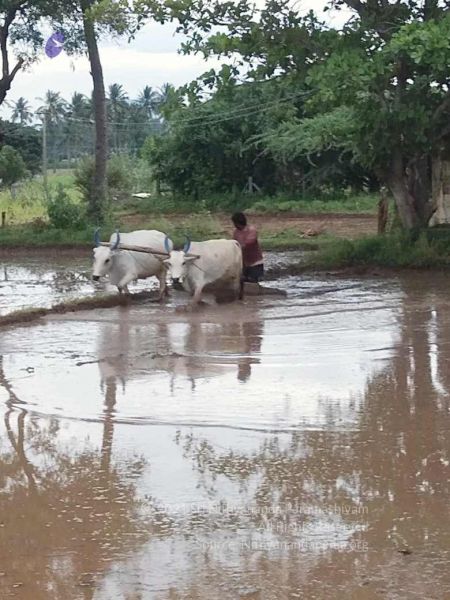 File:20210923 Tiruvannamalai 11.50.19 AM.jpg