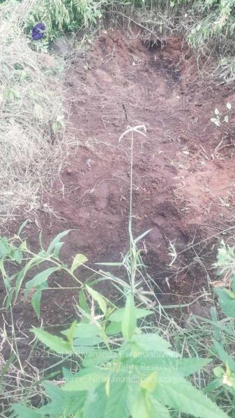 File:20210926 Tiruvannamalai 10.58.19 AM.jpg