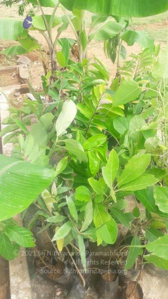 File:20210926 Tiruvannamalai 10.58.21 AM.jpg