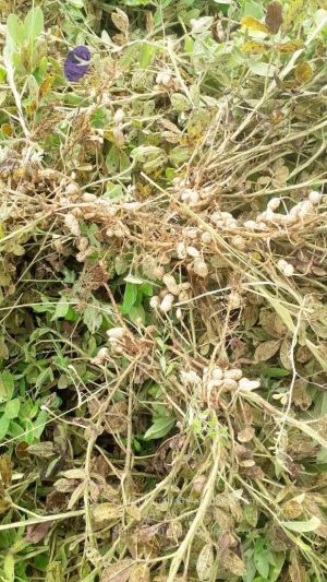 20210927 Tiruvannamalai 5.27.45 PM.jpg