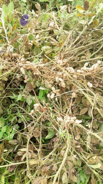 File:20210927 Tiruvannamalai 5.27.45 PM.jpg