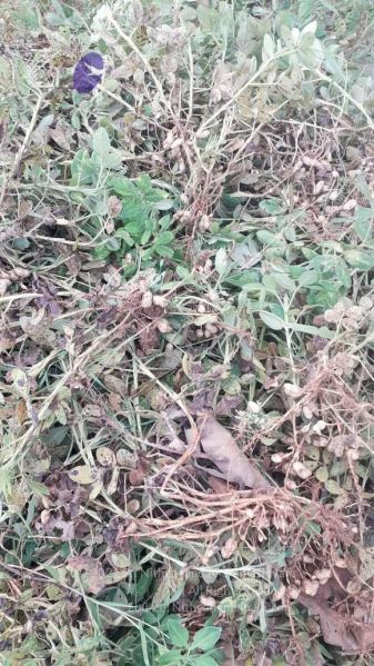 File:20210927 Tiruvannamalai 5.27.47 PM.jpg