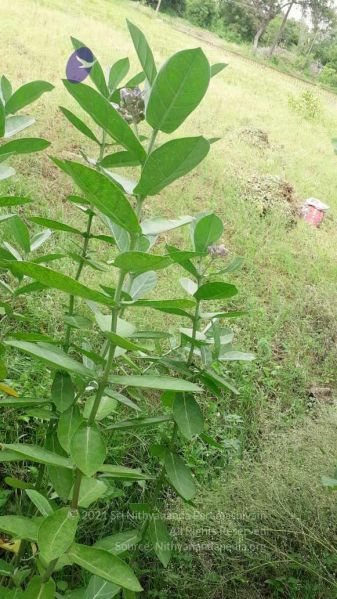 File:20210927 Tiruvannamalai 5.27.52 PM.jpg