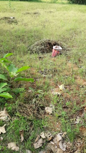 20210927 Tiruvannamalai 8.13.54 PM.jpeg