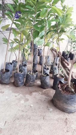 20210927 Tiruvannamalai 9.11.53 AM.jpg