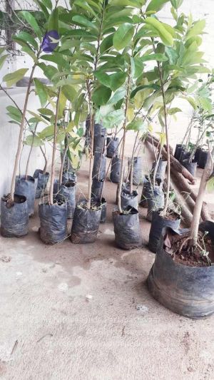 20210927 Tiruvannamalai 9.11.53 AM.jpg