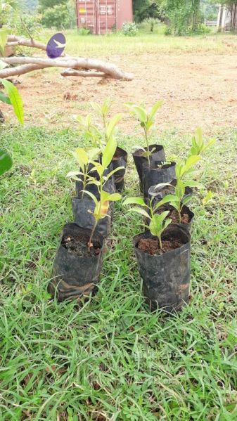 File:20210927 Tiruvannamalai 9.11.54 AM.jpg