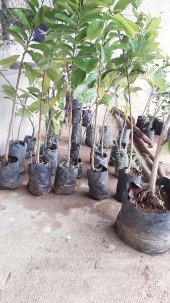 File:20210927 Tiruvannamalai 9.11.56 AM.jpg