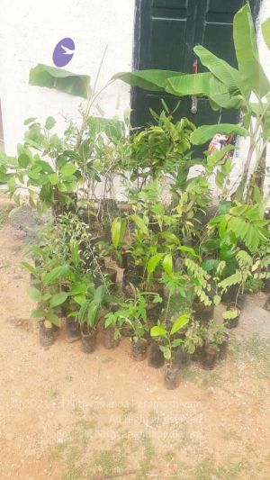 20210927 Tiruvannamalai 9.11.58 AM.jpg