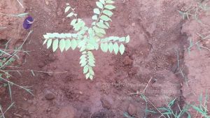 20210927 Tiruvannamalai 9.12.31 AM.jpg