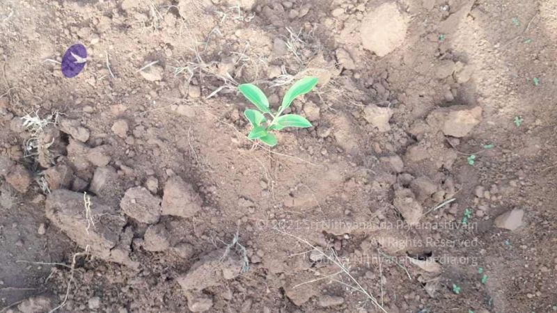 File:20210927 Tiruvannamalai 9.12.37 AM.jpg