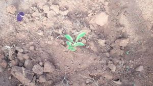 20210927 Tiruvannamalai 9.12.39 AM.jpg