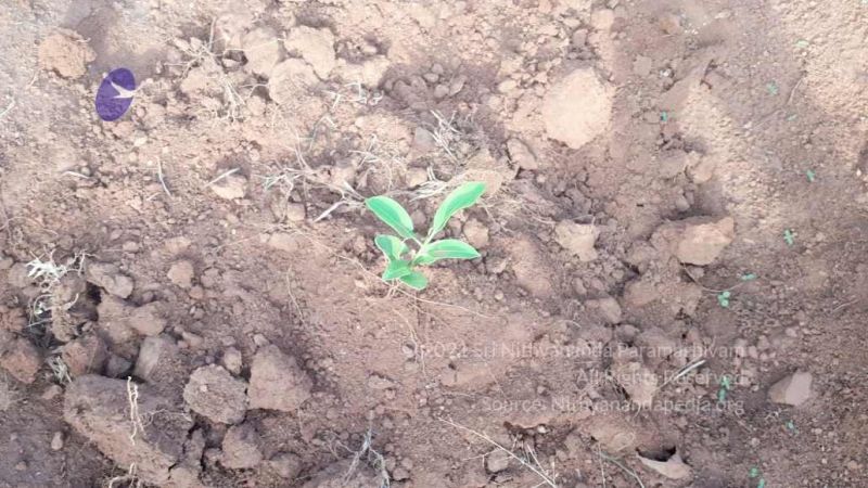 File:20210927 Tiruvannamalai 9.12.39 AM.jpg