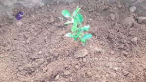 20210927 Tiruvannamalai 9.12.42 AM.jpg