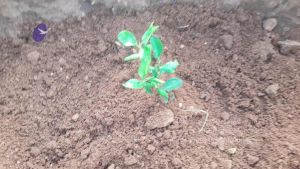 20210927 Tiruvannamalai 9.12.45 AM.jpg