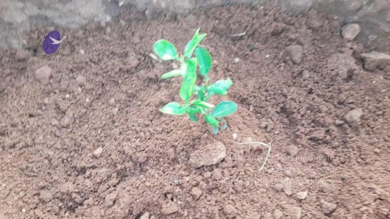 20210927 Tiruvannamalai 9.12.45 AM.jpg