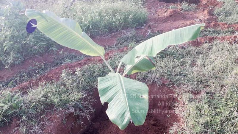 File:20210927 Tiruvannamalai 9.12.47 AM.jpg