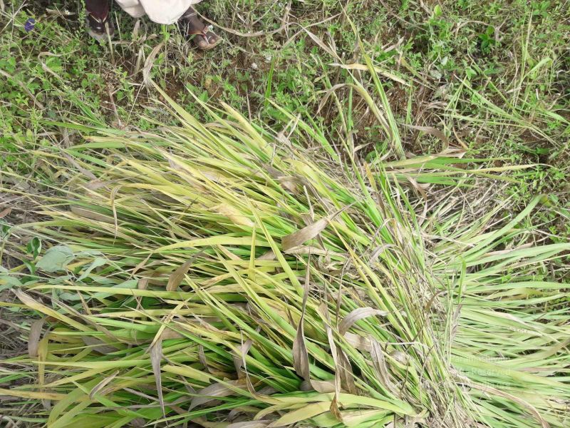 File:20210928 Tiruvannamalai 7.50.03 PM.jpg