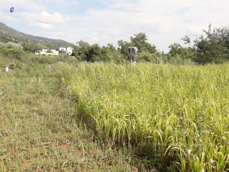 File:20210928 Tiruvannamalai 7.50.14 PM.jpg