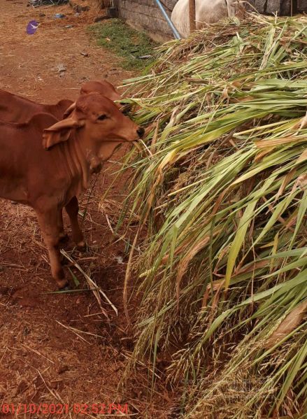 File:20211001 Tiruvannamalai 145214.jpg