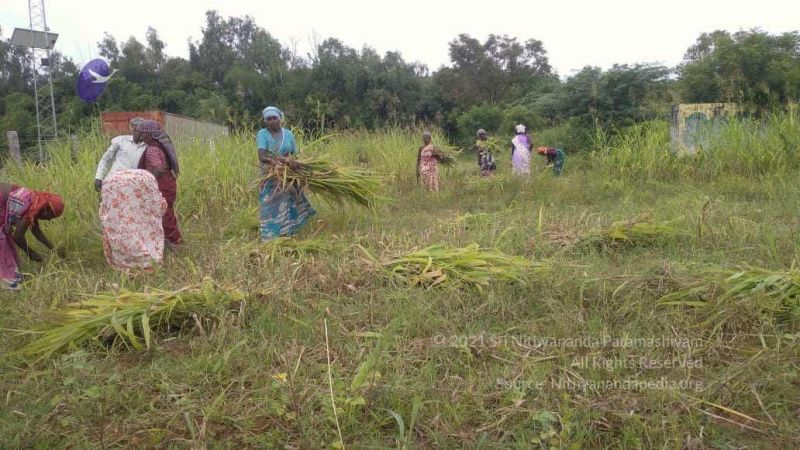 File:20211001 Tiruvannamalai 6.27.56 PM.jpg