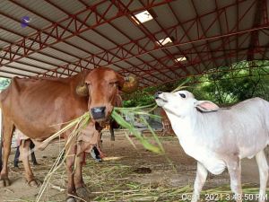 20211001 Tiruvannamalai 8.21.35 PM (1).jpg